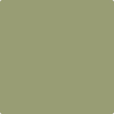 CC-668 Misted Fern